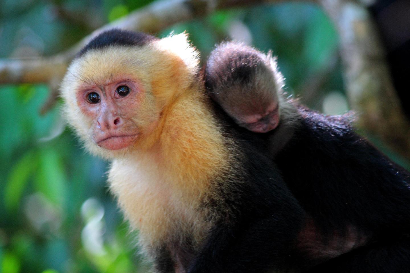 Manuel Antonio National Park